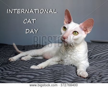 A White Cornish Rex Cat Is Lying On A Gray Blanket. The Inscription International Cat Day. Concept O