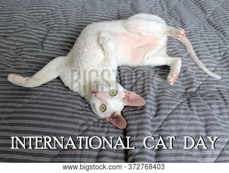 A White Cornish Rex Cat Is Lying On A Gray Blanket. The Inscription International Cat Day. Concept O