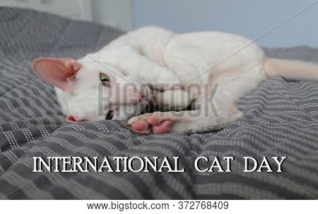 A White Cornish Rex Cat Is Lying On A Gray Blanket. The Inscription International Cat Day. Concept O