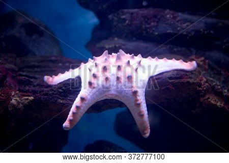 Star Protoreaster, Pink Lies On The Stone. Marine Life, Fish.