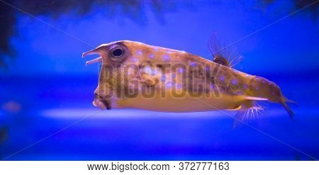 The Horned Fish, Tetrosomus Gibbosus, Swims Against The Blue Water. Marine Life, Fish.