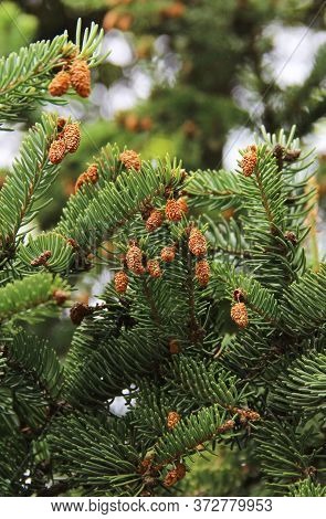 Branches Of Blue Spruce Close-up. Blue Christmas Tree With Little Cones. Background From Coniferous 