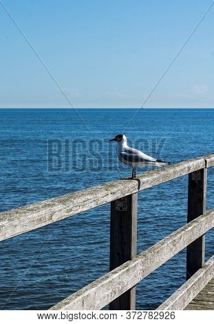 Seagull Sitting On Handrail Of A Pier