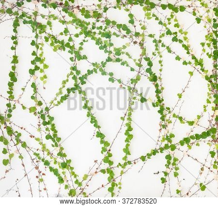 green ivy isolated on a white wall background.