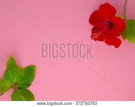 Red Hibiscus Flowers Laying On The Pink Background.