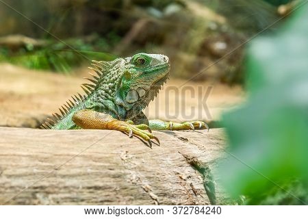 Close-up Head Of Reptile, Young Green Iguana.
