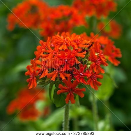 Red Lychnis Chalcedonica Close-up On The Green Background In The Garden