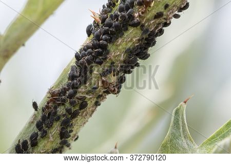 Blackfly Infestation