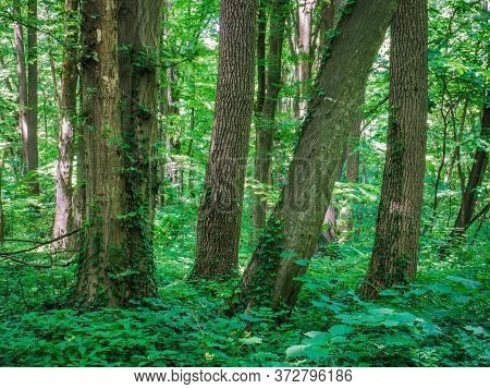 Baneasa Forest Near Bucharest, Romania. Fresh Green Forest Landscape In The Spring Or Summer.