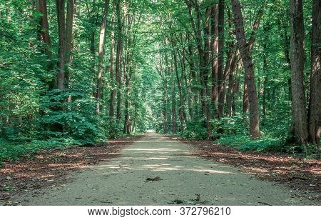 Empty Road Or Path In Baneasa Forest, Near Bucharest. Lonely Walkway Through The Woods.
