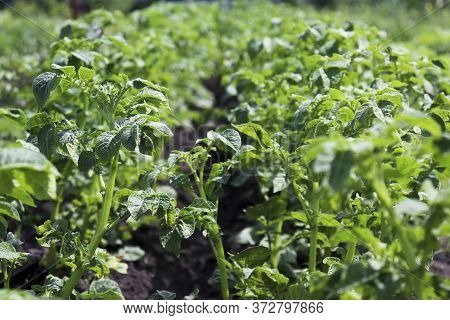 Potato Beds In The Garden. Green Tops Of Potatoes. Plants Without Gmos. Vegetarian Food. Restorative