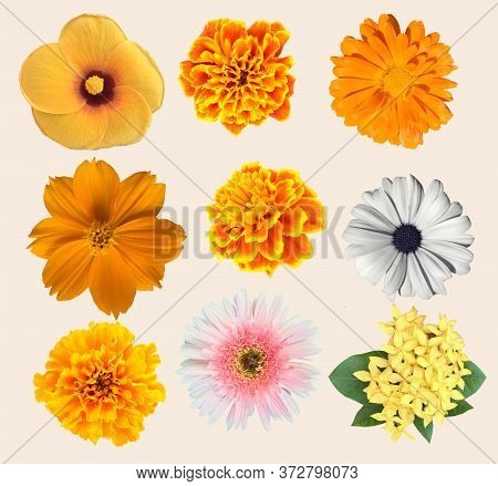 Set Of Beautiful Various Flowers Collection Isolated On White Background.