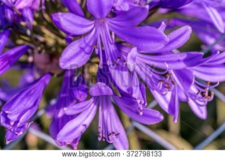 Allium Polyanthum Violet Onions. Close-up Macro View Of The Blooming Onion With Green Blurred Backgr