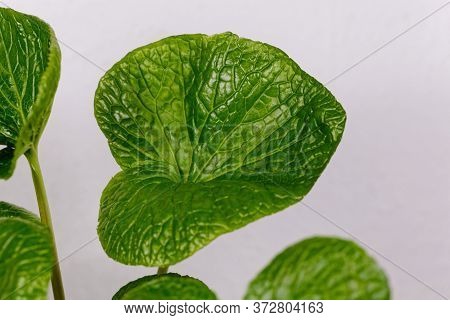 Leaves Of A Japanese Horseradish Plant, Eutrema Japonicum