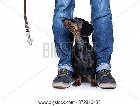 sausage dog leash