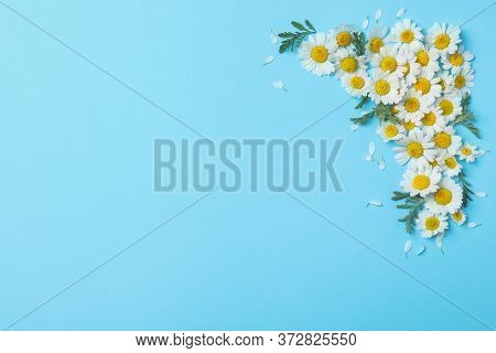 Flat Lay Composition With Fresh Chamomiles On Light Blue Background. Space For Text