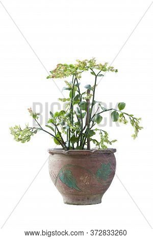 Candelilla, Tall Slipper Plant Or Slipper Spurge Bloom In Pot Isolated On White Background Included 