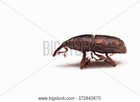 Macro Photography Of Rice Weevil Isolated On White Background With Copy Space