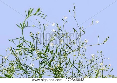 Branching Stems Of Meadow Stellaria Graminea Plant Isolated On A Blue Background. Small White Flower