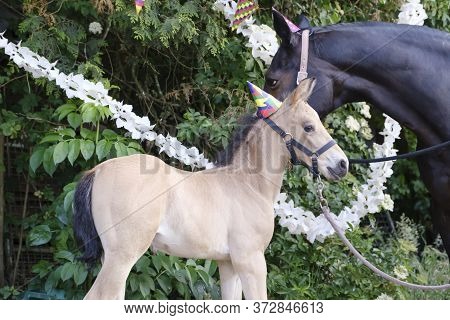 A Brown Mare And A Yellow Foal With Hats And Guirlandes In The Trees. Background For Greeting Card, 