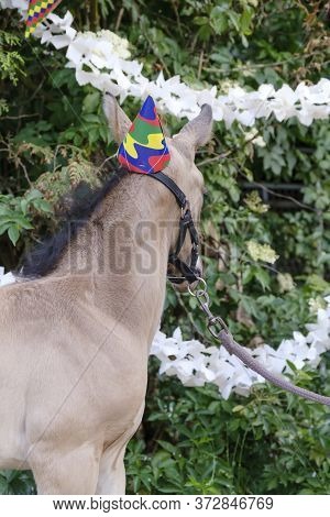 The Head Of A Yellow Foal With A Party Hat And Guirlandes In The Trees. Background For Greeting Card