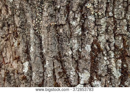 Texture Of A Tree Bark. High Quality Photo