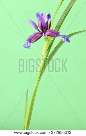 Purple Flower Of Iris Graminea Isolated On Green Background. High Resolution Photo. Full Depth Of Fi
