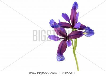 Purple Flower Of Iris Graminea Isolated On White Background. High Resolution Photo. Full Depth Of Fi