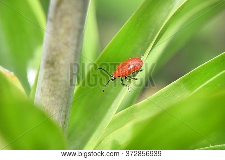 Scarlet Lily Beetle (lilioceris Lilii) On Damaged Leaf. High Resolution Photo. Full Depth Of Field.
