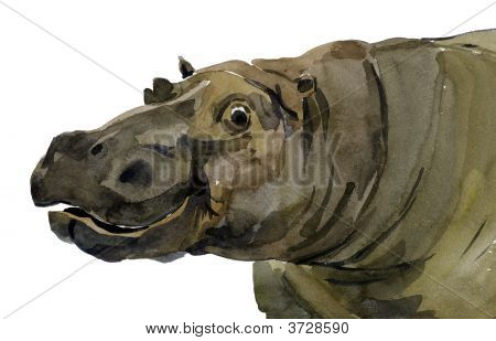 Ippopotamo