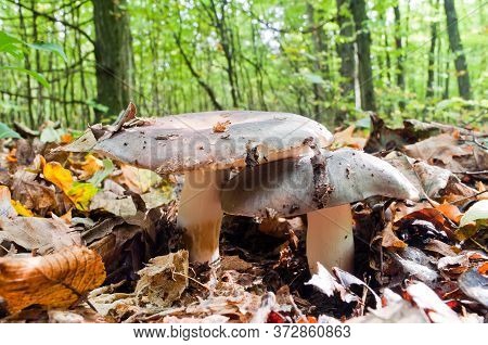 Two Russula Aeruginea Edible Mushrooms Grow In The Forest Among Fallen Autumn Leaves