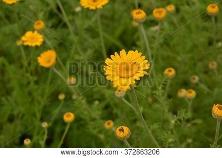 Cota Tinctoria Called As Golden Marguerite - Beautiful Flower With Bright Yellow Inflorescences