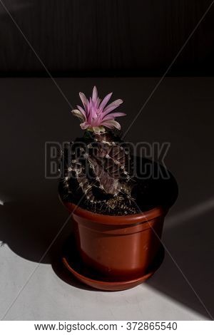 Cactus Blooms. Hard Light. Close View. Pink Flower, Brown Cactus. Terracotta Pot. Hard Shadows