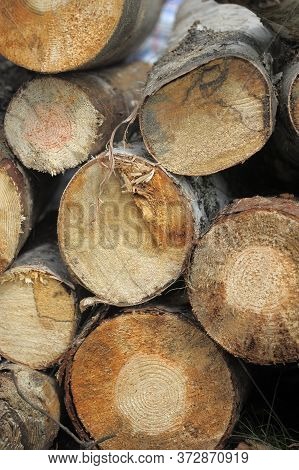 Sawn Trees For Kraft Pulp Production And Boards
