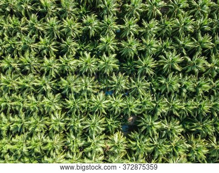 Aerial View Nature Of Coconut Palm Trees. Palm Oil Industrail Tree Plantation Pattern.