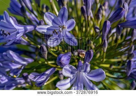 Allium Polyanthum Violet Onions. Close-up Macro View Of The Blooming Onion With Green Blurred Backgr