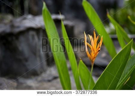 Tropical Flower (heliconia Psittacorum) In The Garden