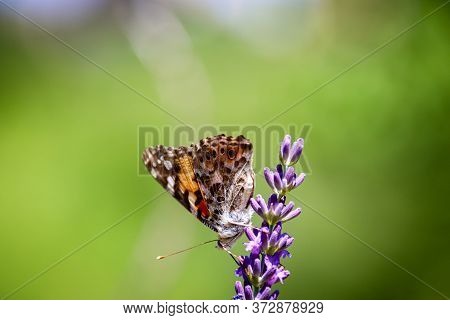 Painted Lady, Cosmopolite (vanessa Cardui) On Lavender (lavandula)