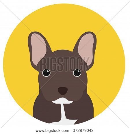 Frenchie , Illustration On White Background Flat Style