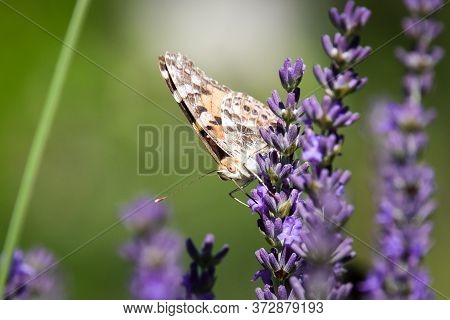 Painted Lady, Cosmopolite (vanessa Cardui) On Lavender (lavandula)