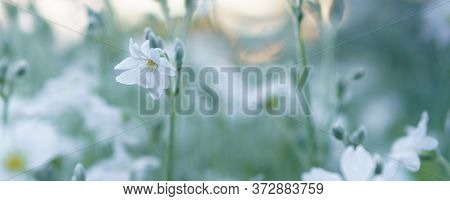 Floristics, Botany Concept - Delicate Little White Flowers From Lower Macro Angle Against Background