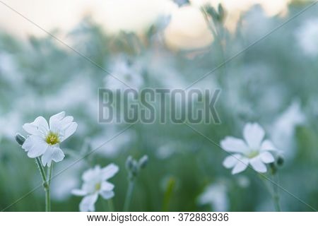 Floristics, Botany Concept - Delicate Little White Flowers From Lower Macro Angle Against Background