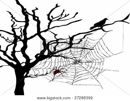 Spider Web