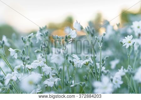 Floristics, Botany Concept - Delicate Little White Flowers From Lower Macro Angle Against Background