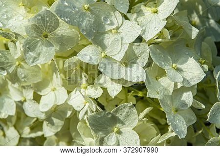White Hydranges Flowers With Raindrops Wedding Close-up