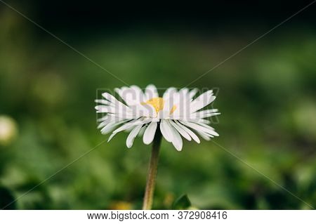 Blooming Wild Flower Matricaria Chamomilla Or Matricaria Recutita Or Chamomile. Commonly Known As It