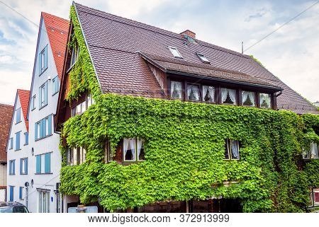 House Overgrown With Ivy In Town Of Ulm, Germany. Overgrown Building Facade In Summer. Green Plants 
