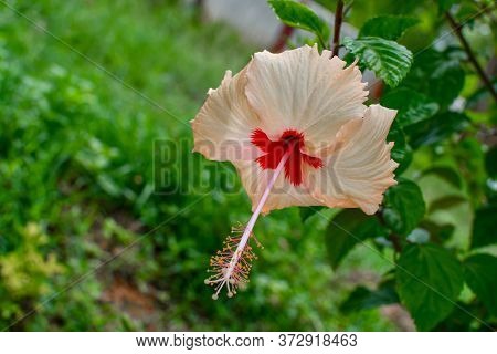 Wite Chaina Rose Mandar Flower With Green Leaves & Branches At The Garden 01