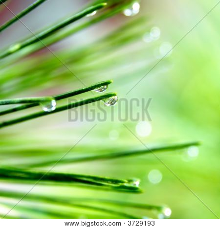 Pine jehly s kapkami Rosy