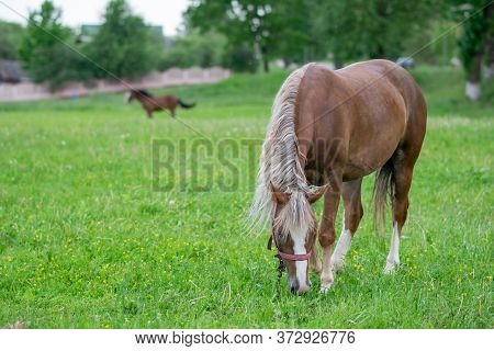 Silvery Bay Horse In A Field On A Paddock.